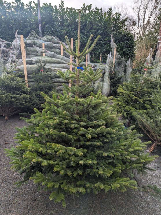 Weihnachtsbaumverkauf Theis Mönchengladbach 4